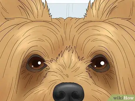Image titled Identify a Silky Terrier Step 3