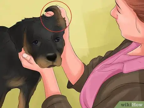 Image titled Diagnose Osteochondrosis Dissecans in Rottweilers Step 4