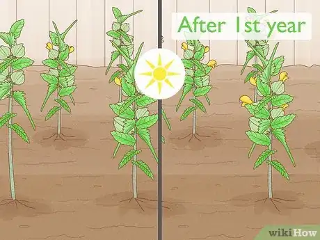 Image titled Sow Yellow Rattle Step 12