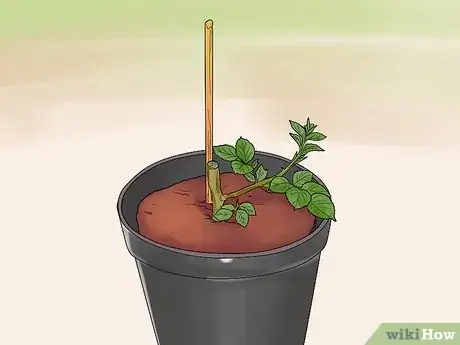 Image titled Grow Roses in Containers Step 10