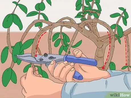 Image titled Prune a Jade Plant Step 4