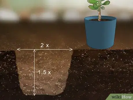 Image titled Grow Protea Step 4