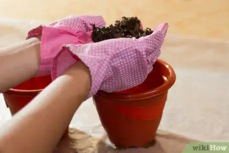 Image titled Divide a Spider Plant Step 2