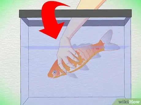 Image titled Draw Blood from an Adult Fish Step 17