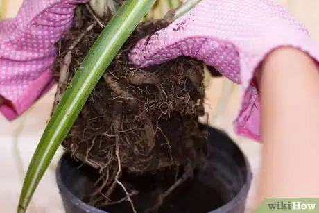 Image titled Divide a Spider Plant Step 5