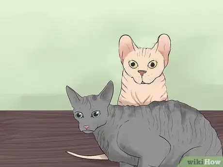 Image titled Identify a Sphynx Cat Step 8