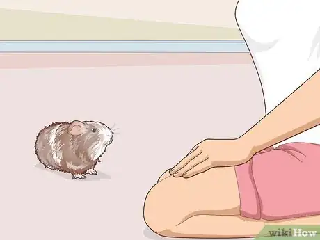Image titled Teach Your Guinea Pig to Come when Called Step 15