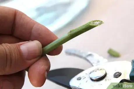 Image titled Care for Flowers Step 3