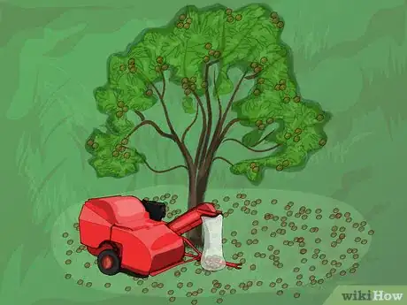 Image titled Harvest Pecans Step 8Bullet4