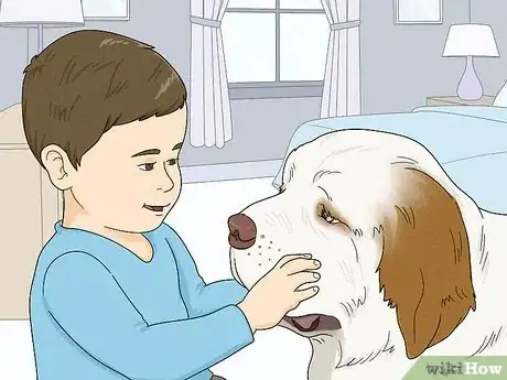 Image titled Identify a Clumber Spaniel Step 14