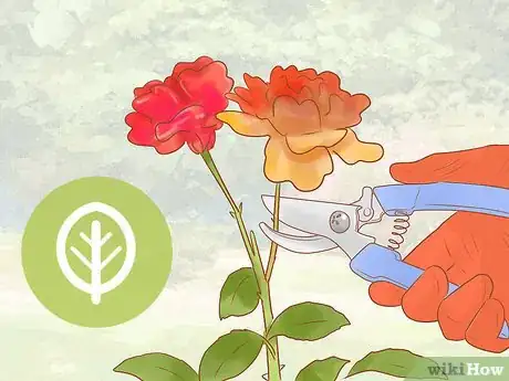 Image titled Grow Roses Organically Step 9