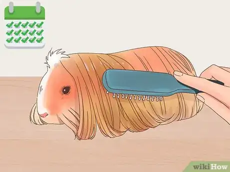 Image titled Care for a Coronet Guinea Pig Step 7