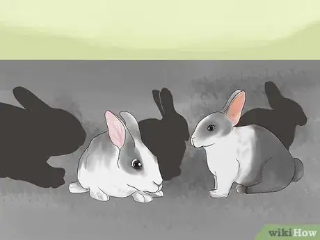 Image titled Select a Show Rabbit Step 9