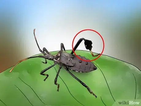 Image titled Kill Leaf Footed Bugs Step 2