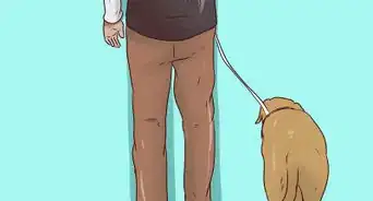 Use a Halter Collar on a Dog