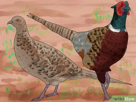 Image titled Hunt Pheasants Step 1