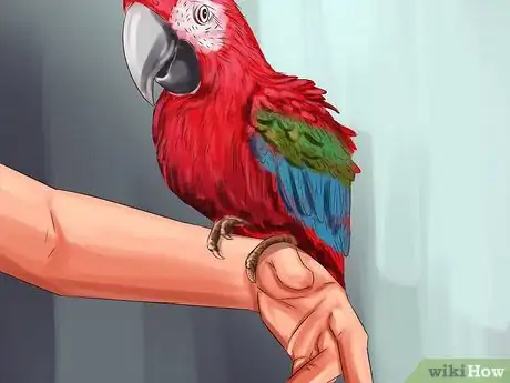 Image titled Stop a Greenwing Macaw from Biting Step 5
