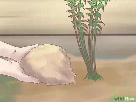 Image titled Grow Ferns Step 16