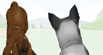 Identify a Bloodhound