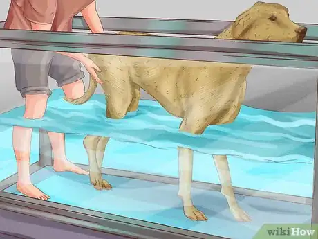 Image titled Get Canine Physical Therapy Step 8