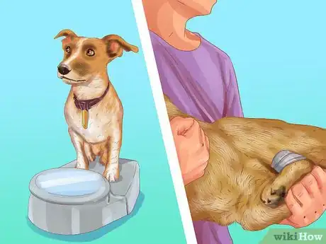 Image titled Choose a Good Hiking Dog Step 3