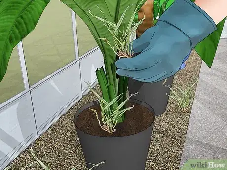 Image titled Keep Your Plant Nursery Clean Step 11