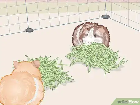 Image titled Help Two Guinea Pigs Get Along Step 7