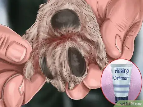 Image titled Care for Sled Dogs Step 8