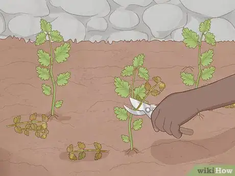 Image titled Grow Feverfew Step 12