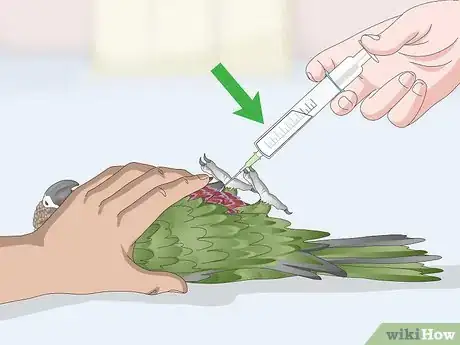 Image titled Treat Infections in Hawk Headed Parrots Step 6