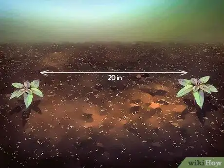 Image titled Grow Amaranth Flowers Step 3