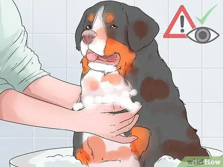 Image titled Groom a Greater Swiss Mountain Dog Step 11