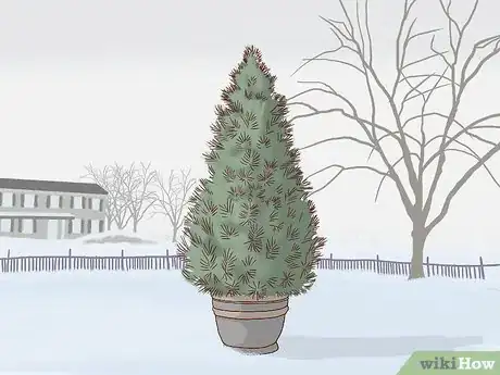 Image titled Care for a Living Christmas Tree Step 1