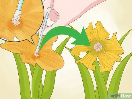 Image titled Pollinate Fruit Trees Step 12