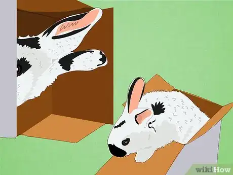 Image titled Care for Himalayan Rabbits Step 3