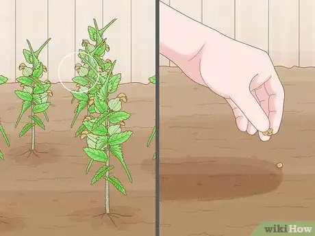 Image titled Sow Yellow Rattle Step 15