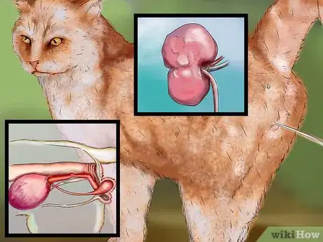 Image titled Give Selective Serotonin Reuptake Inhibitors to a Cat Step 1