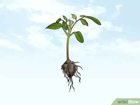 Image titled Grow Quince Step 5