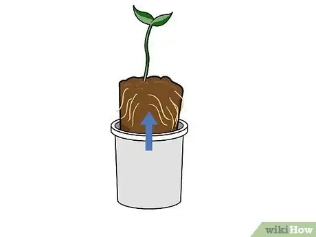 Image titled Grow Hydroponic Strawberries Step 12