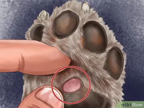 Image titled Care for Sled Dogs Step 6