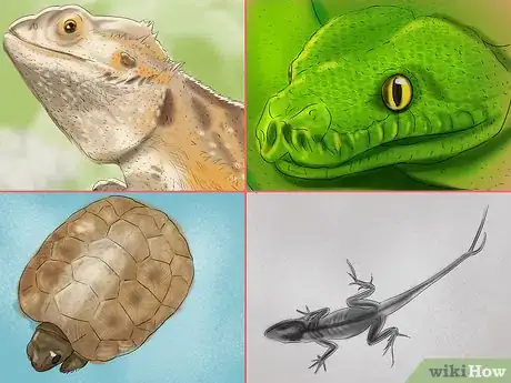 Image titled Choose the Right Reptile as a Pet Step 15