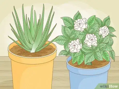 Image titled Why Does Your Aloe Plant Stink Step 3