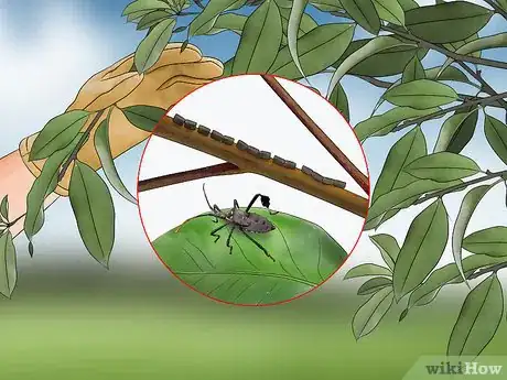 Image titled Kill Leaf Footed Bugs Step 8