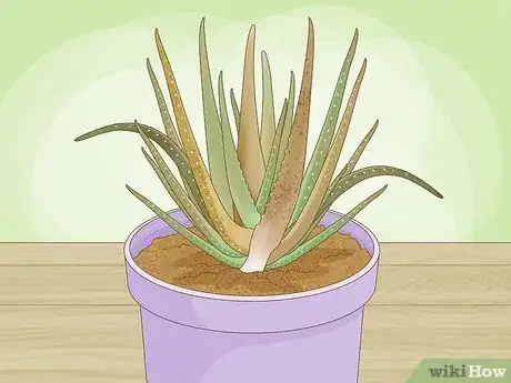 Image titled Why Does Your Aloe Plant Stink Step 5