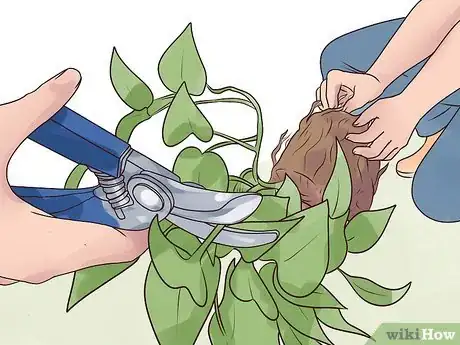 Image titled Rejuvenate an Overgrown Houseplant Step 7