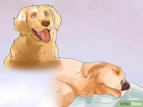 Image titled Treat Hypothyroidism in Golden Retrievers Step 7