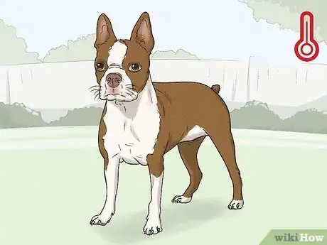 Image titled Choose a Dog Suitable for Your Climate Step 4