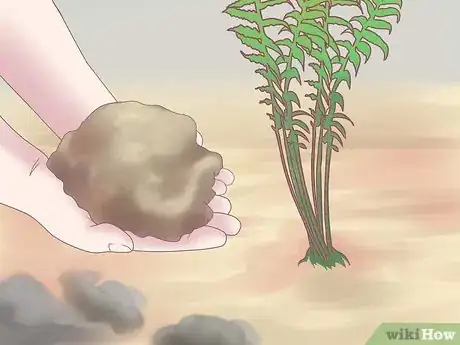 Image titled Grow Ferns Step 20