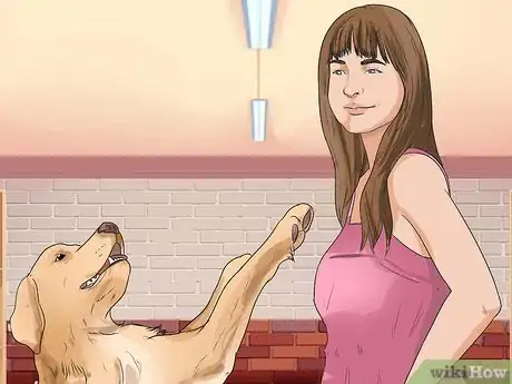 Image titled Diagnose Obesity in Labrador Retrievers Step 9