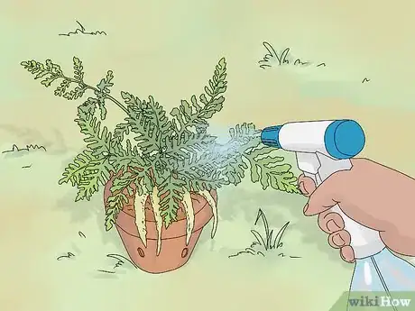 Image titled Grow a Rabbit Foot Fern Step 6
